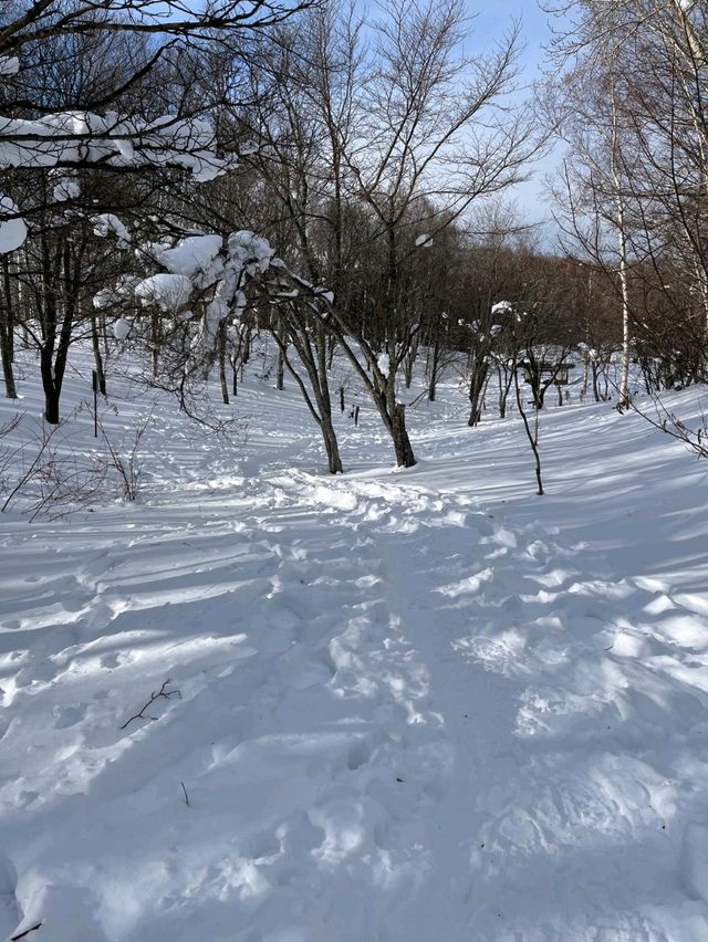 「國營瀧野鈴蘭丘陵公園：冬季雪地樂趣，適合全家」