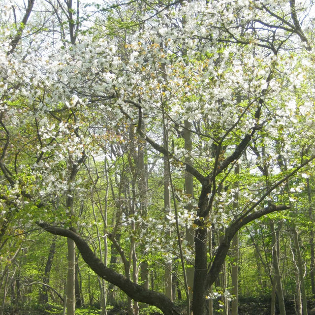 家園植物園：綠意自然樂園 🌿🌼