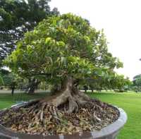 ชมสวนบอนไซใหญ่มาก ที่ราชบุรี🌳