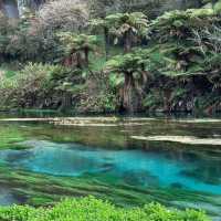 New Zealand Blue Spring