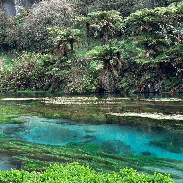 New Zealand Blue Spring