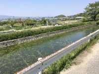 Takenouchicho Park ทุ่งดอกคาโนล่า จ.นารา