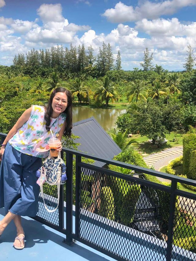 🌵 ไร่เทียนสว่างที่สุโขทัย