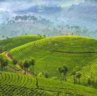 Munnar Magic: Unraveling the Charm of Kerala's Hill Station