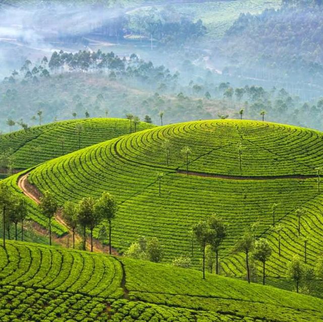 Munnar Magic: Unraveling the Charm of Kerala's Hill Station