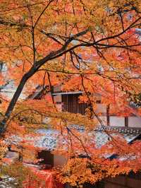 【紅葉特集】ここ無料⁉️満足度1000%🤩一生に一度は行きたい愛知の紅葉🍁