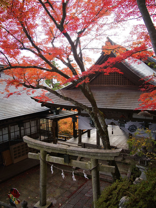 【ここ行って】お守り作り体験も⁉️パワーみなぎる天空の紅葉絶景スポット🍁