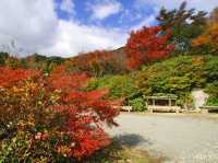 【佐賀県】息を呑む逆さ紅葉のリフレクション！環境芸術の森