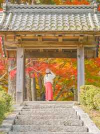 【京都】京都、穴場の絶景！紅葉が見事なお寺