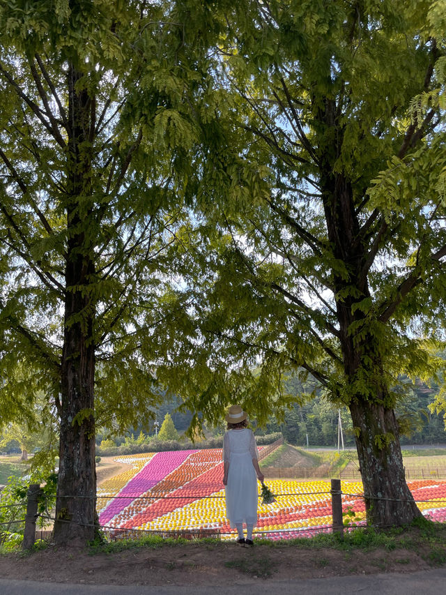 広島観光☺️🌼世羅高原農場🌸☺️四季折々の花々を楽しもう💐