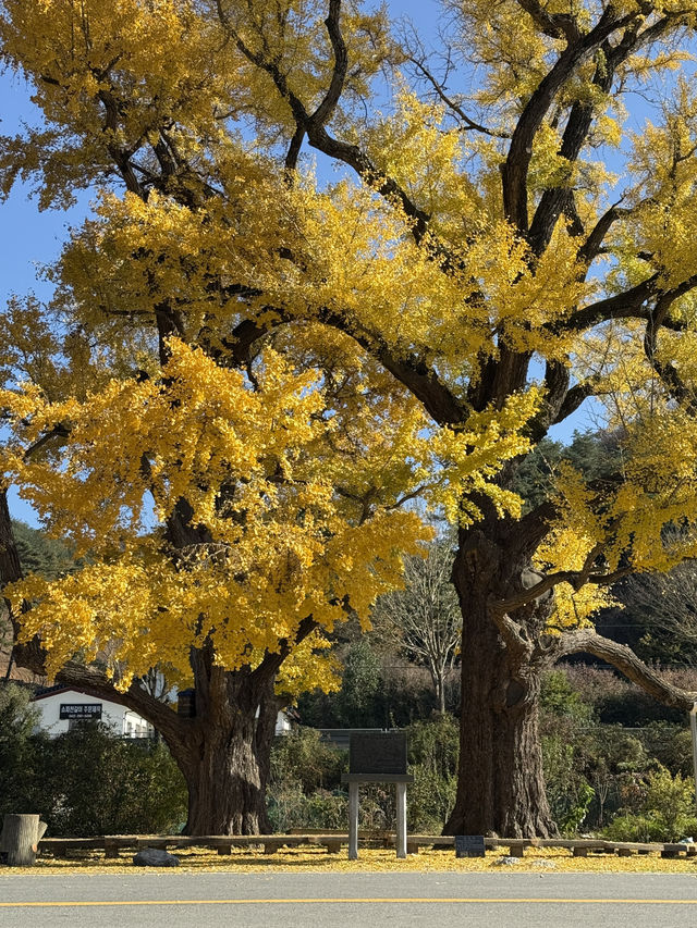  청주에도 있다! 530년 전통의 거대한 은행나무💛