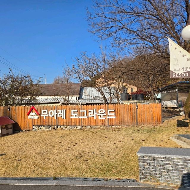 반려견과 하는 여행의 최적의 가평 애견동반 숙소 : 무아레 도그라운드 🐶