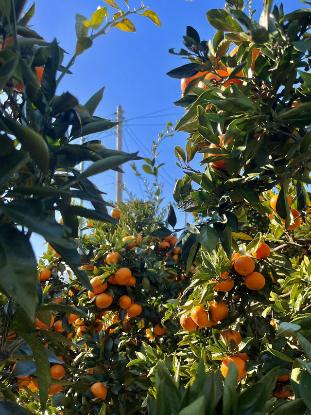 감귤 수확 체험 [제주에인감귤밭]🍊