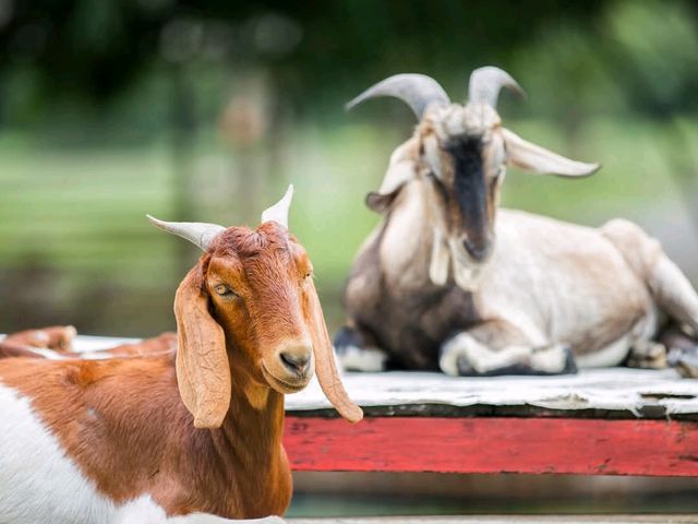 ฟาร์มแกะทหารช่าง 🐑 