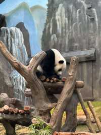 🐼安安可可終於同大家見面啦