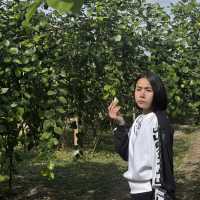สวนพุดซานมสดของแทร่ วังน้ำเขียว🍏