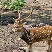 Bali Safari & Marine Park