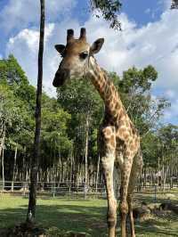 ✨✈️ HKD 4,800 遊越南富國島 Day 3 - Part 2: Safari 珍珠野生動物園✨