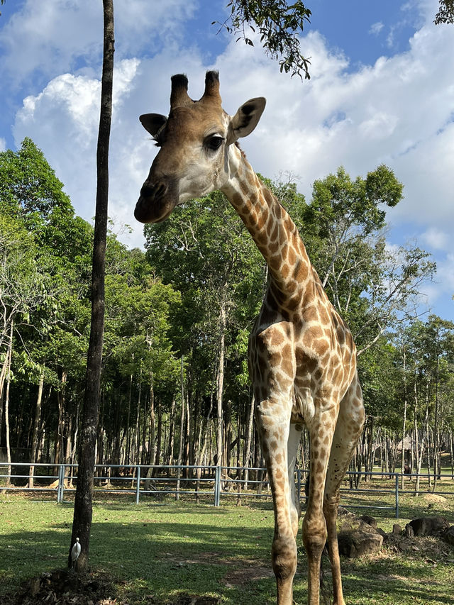 ✨✈️ HKD 4,800 遊越南富國島 Day 3 - Part 2: Safari 珍珠野生動物園✨