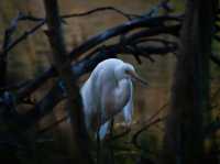 Tranquility by the Barwon: Discover Balyang Sanctuary