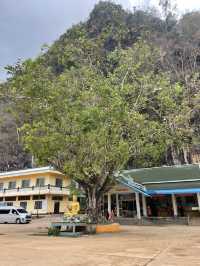 The Reverent Golden Buddha Beneath the Sacred Tree