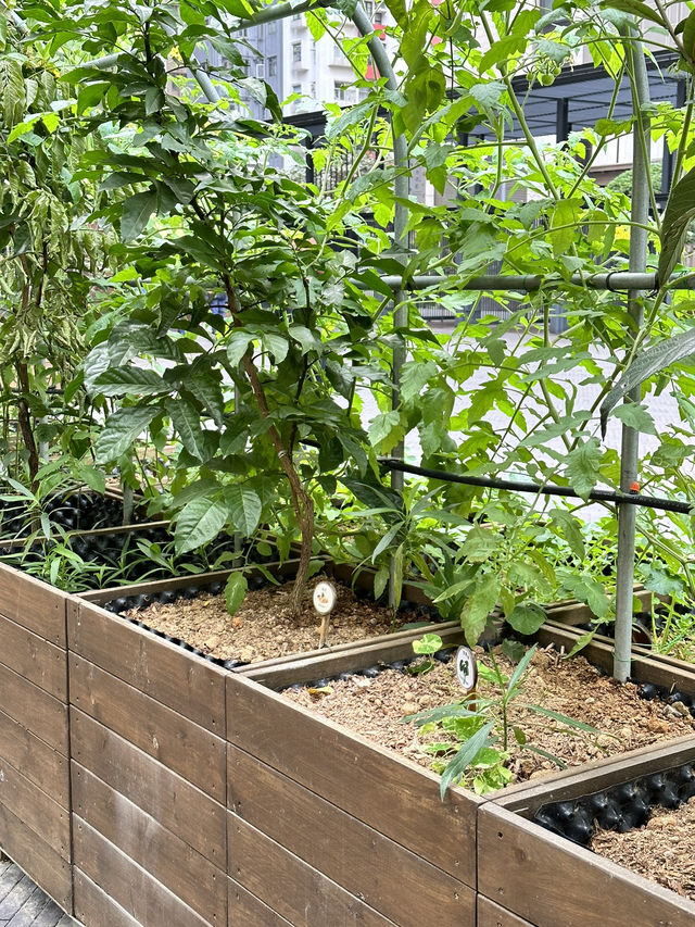 🇭🇰 鬧市中的古老建築，有小植物園草地，還可以睡覺🤣