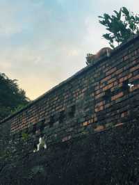 Houlong Cat Village หมู่บ้านที่ทาสแมวต้องหลงรัก 💖
