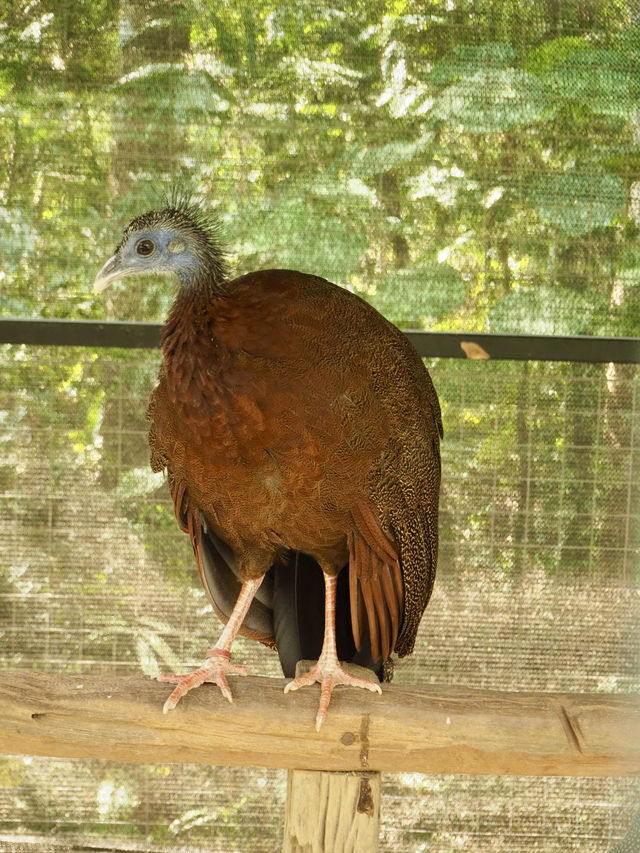 鳥がいっぱいのコーヒーショップ？🇹🇭