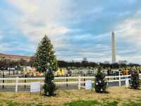 미국 국립 크리스마스 트리 National Christmas Tree