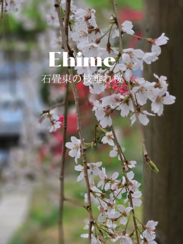『樹齢350年の桜』