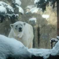 🇯🇵Asahiyama zoo