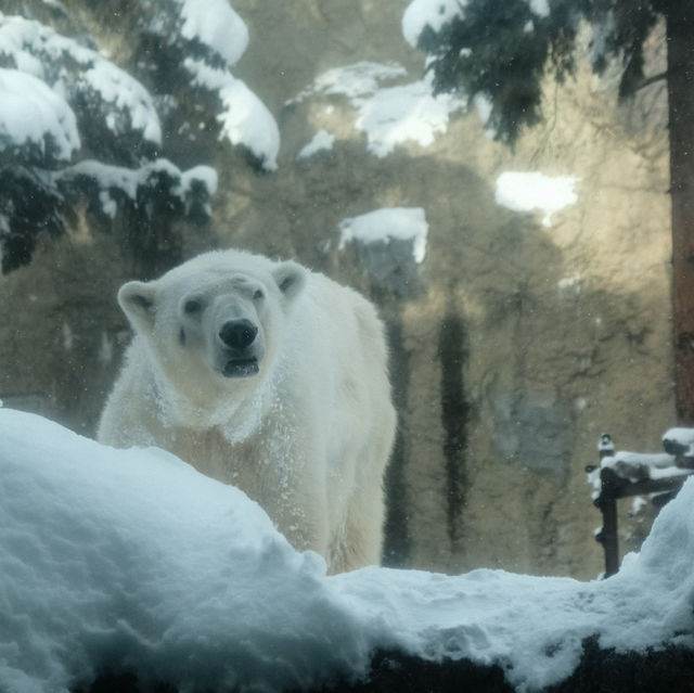 🇯🇵Asahiyama zoo
