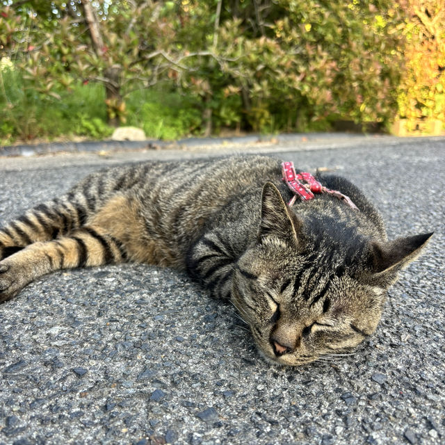 瀨戶內海單車旅行