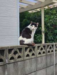 고양이 천국, 아이노시마 섬에서 만난 특별한 하루🐾