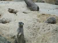 Nature in the City: Exploring Hong Kong Zoo and Botanical Gardens