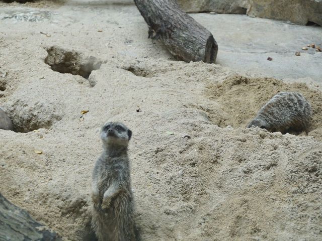 Nature in the City: Exploring Hong Kong Zoo and Botanical Gardens