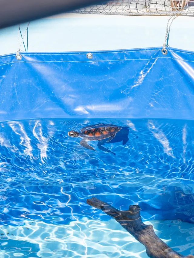 【沖縄県/本部町】一度は行きたいジンベイザメの見える水族館