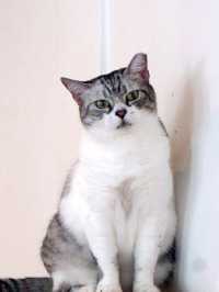 A Purr-fect Afternoon with a Dozen Cats at The Cat Café Bugis