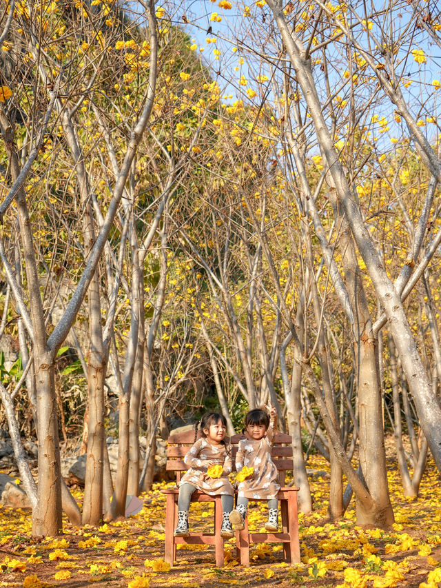 ดอกไม้บาน ที่เนินมะปราง 