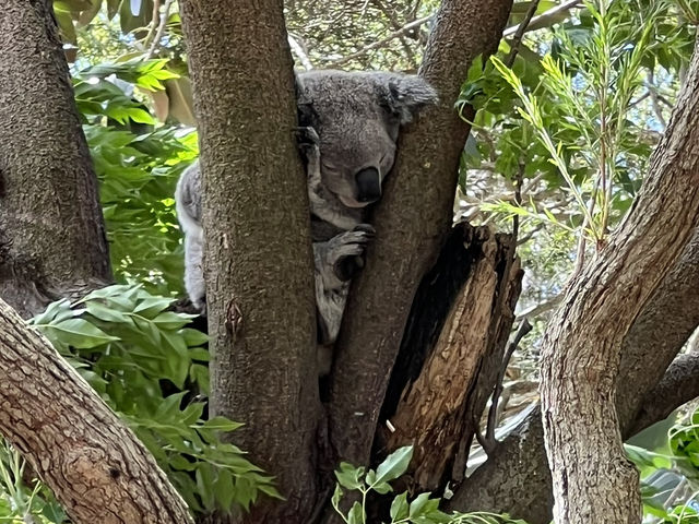 【オーストラリア】コアラと写真を撮ろう🐨