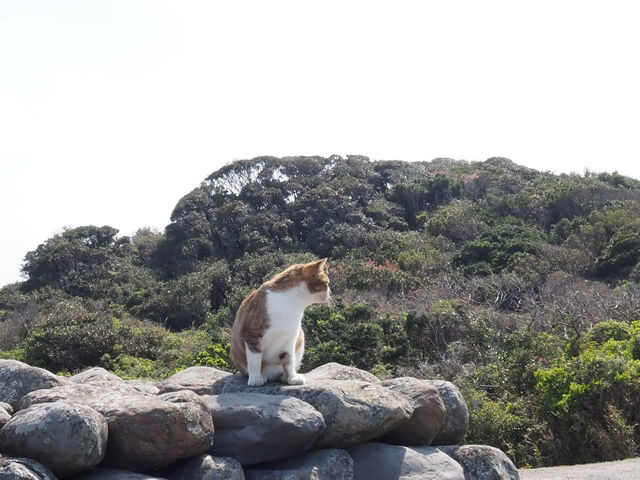 🐾 貓島攻略最後一彈！唔止貓咪仲有靚海景 🌊
