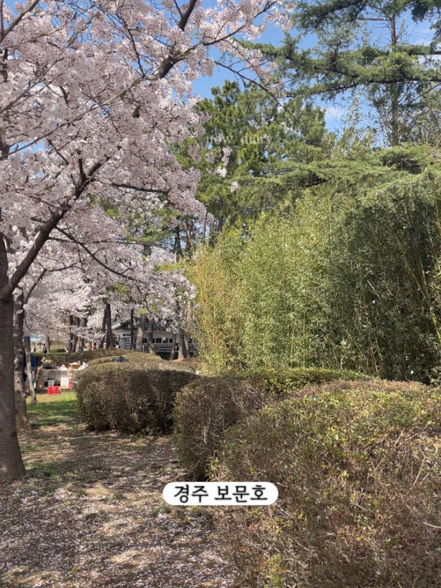 한달뒤면 벚꽃을 볼 수 있습니다!-부산 벚꽃명소
