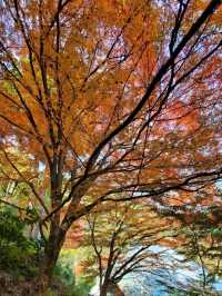 自然に溶け込む県下随一の紅葉の名所