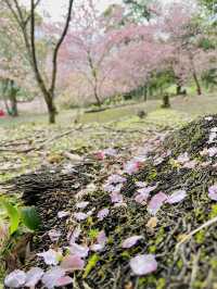 春日限定美景！桃園山林秘境，櫻花滿開超夢幻！