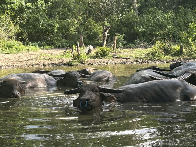 A Surprise Encounter with Water Buffalo Outside Riung 🐃🌿
