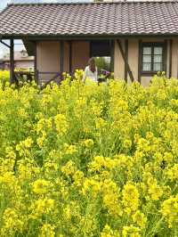 大阪 ❤︎ 甲子園球場の8倍もある公園のお花畑💐💛 