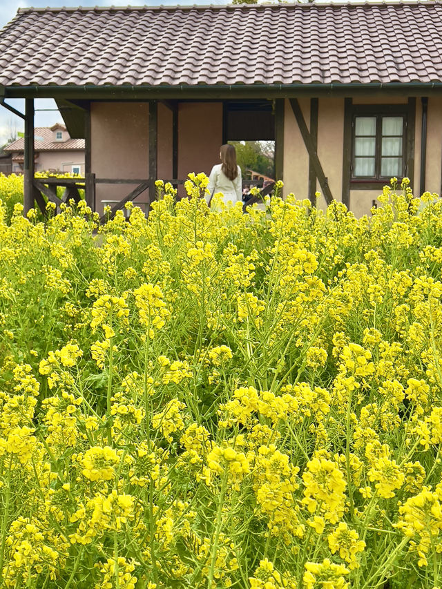 大阪 ❤︎ 甲子園球場の8倍もある公園のお花畑💐💛 
