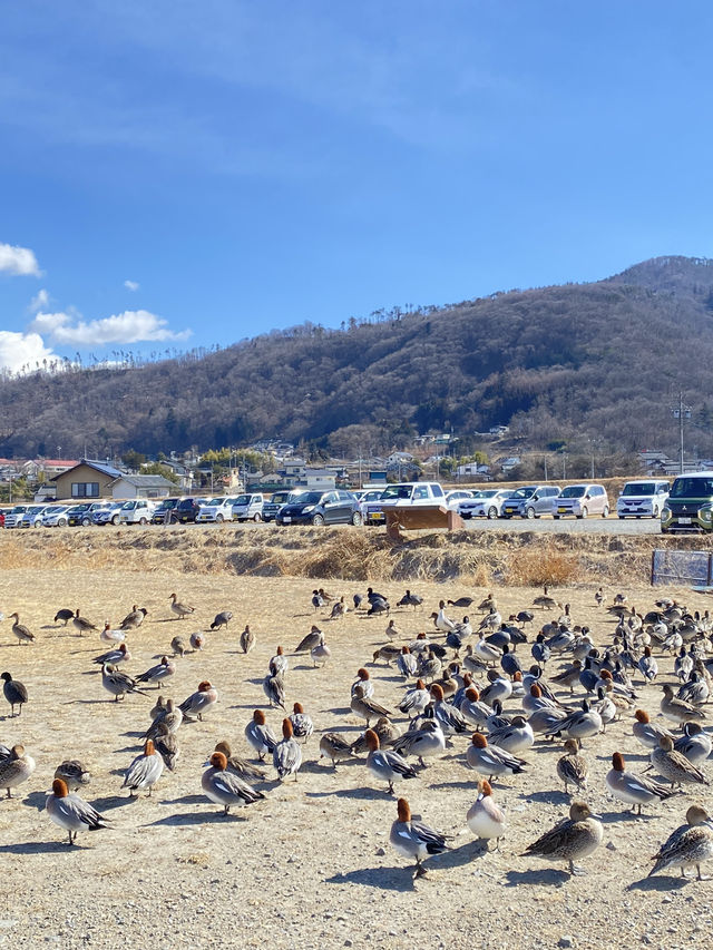 日本長野 冬天必去！
