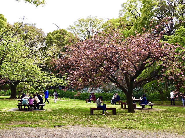 東京代代木公園的櫻花輕聲輕語