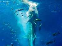 水中生物的邂逅～美麗海水族館